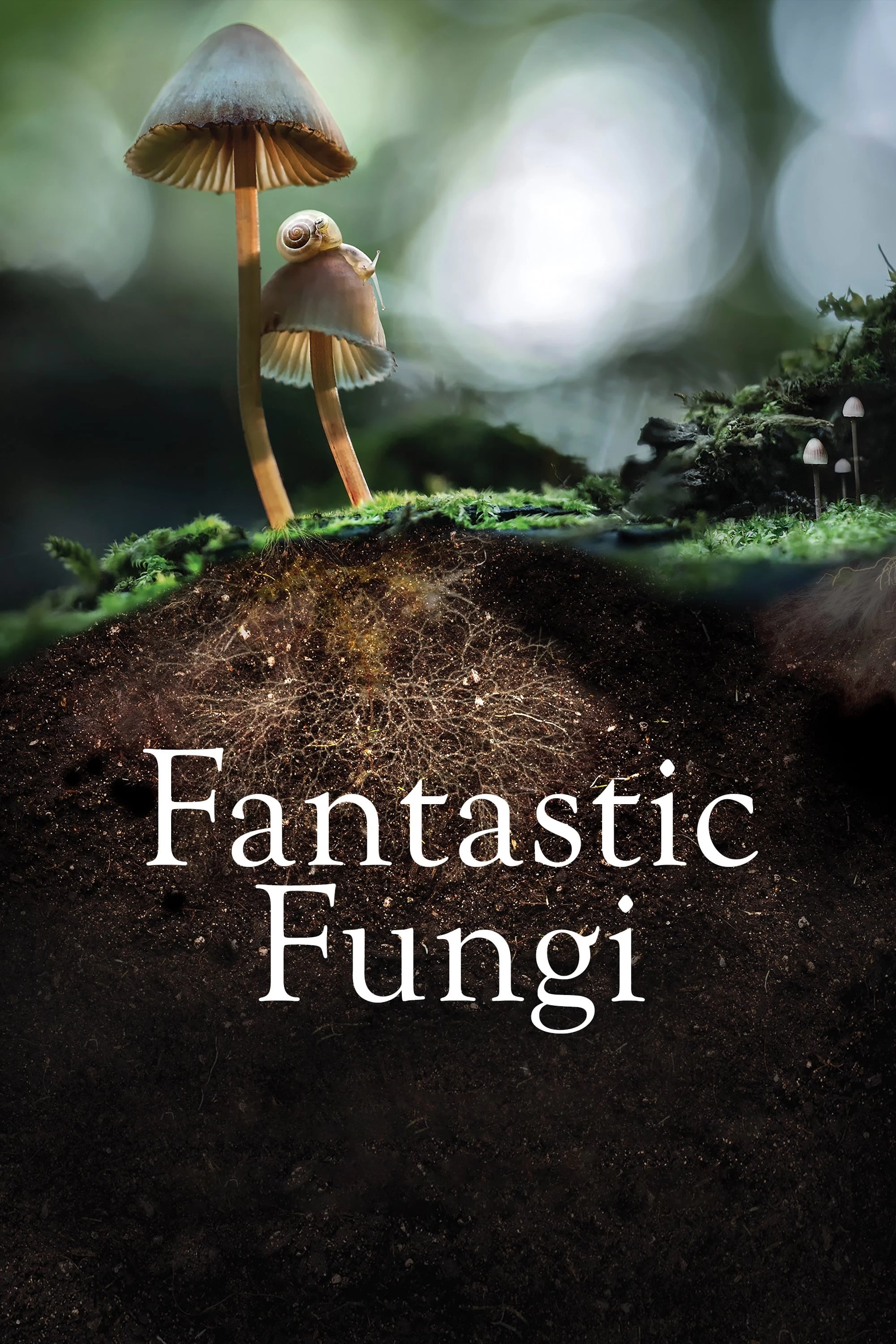 Xem phim Sự Kỳ Diệu Của Nấm - Fantastic Fungi (2019)