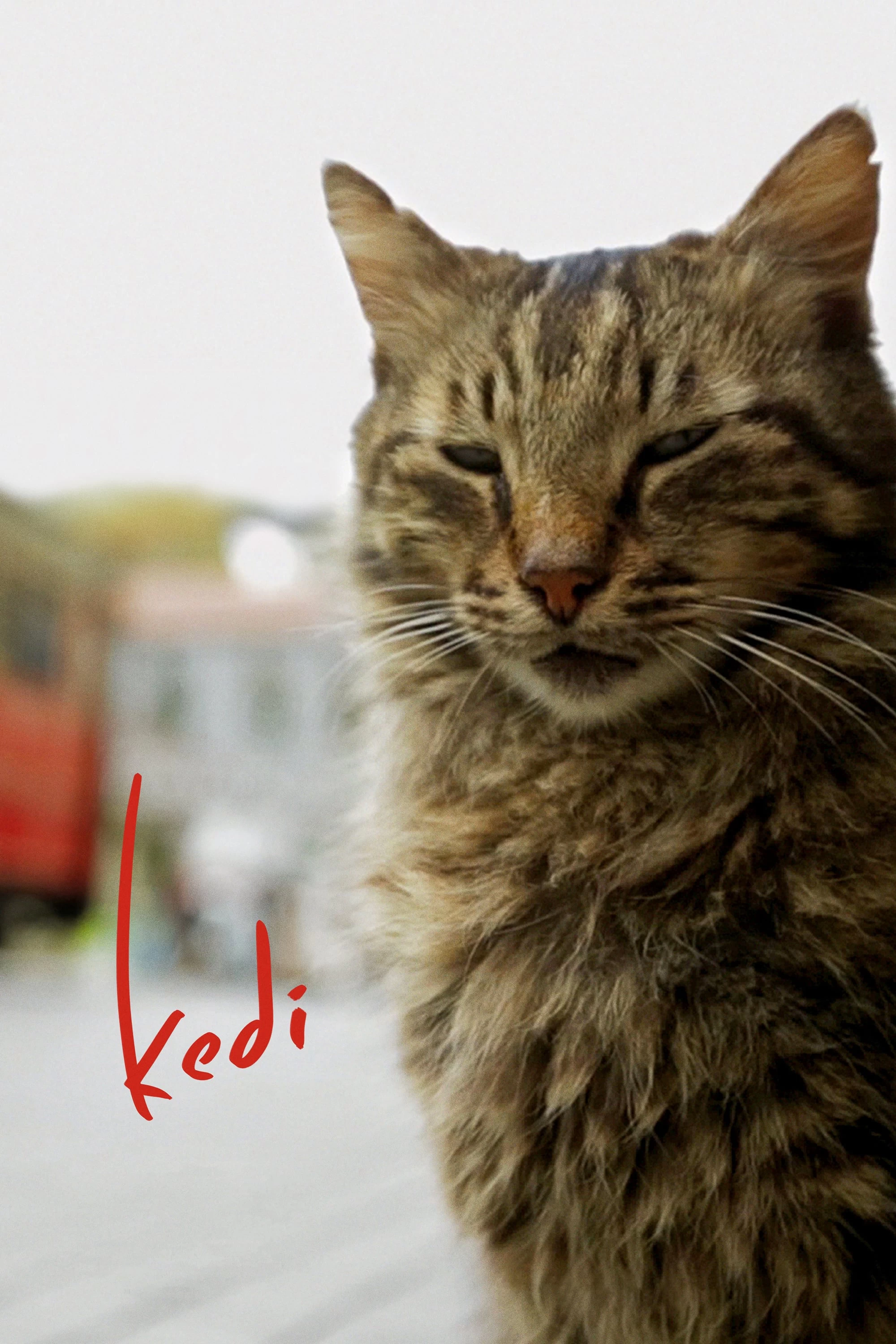 Thế Giới Loài Mèo | Kedi (2016)